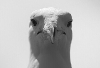 Seagull Portrait on the Southern Coast of Chile