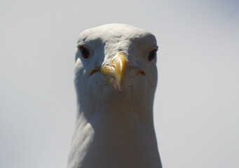 Seagull Portrait on the Southern Coast of Chile