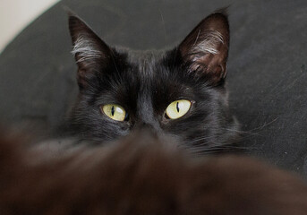 Majestic Black Cat with Emerald Eyes in Soft Sunlight