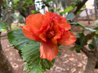 Flower blossom. flower background. Orange flower close up. Probably chinese double-petaled hibiscus.