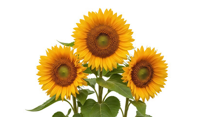 Isolated beautiful sunflowers with yellow petals, green stems, and leaves, summer bloom