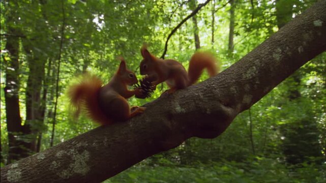 Two red squirrels sitting on a branch facing each other and sharing a pine cone in a green forest, the concept of caring, generosity and playful partnership