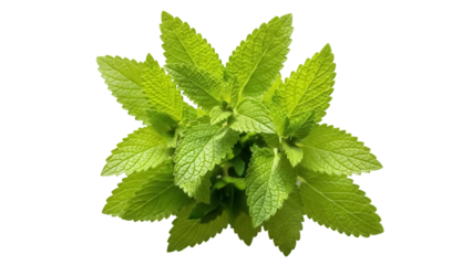 Isolated lush fresh green spearmint leaves close-up growing in an aromatic herb plant, garden herbs