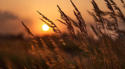 Close-animated movie view of tall grass with textured brown seed heads silhouetted against a vibrant orange sunset sky in a natural landscape