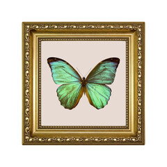 framed butterfly vector