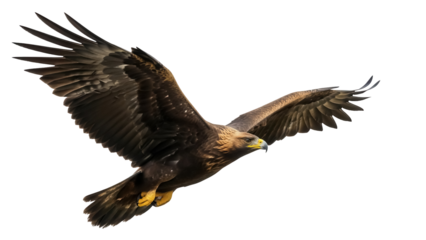 Isolated Golden Eagle soars through the air with wings spread, majestic predator, raptor in flight