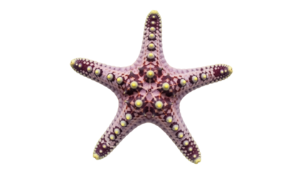 Isolated Pink Starfish, Marine Life, Underwater Creature, Oceanography, Sea Star Specimen