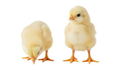 Isolated pair of yellow chicks, baby birds with orange feet, standing and pecking ground