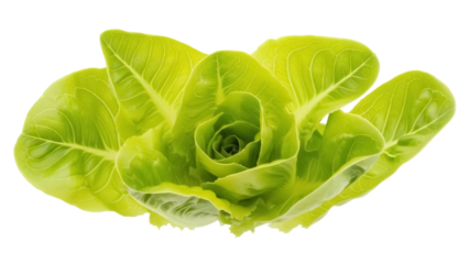 Isolated Butterhead lettuce head, fresh healthy vegetable, ingredient for vegan or raw food diet