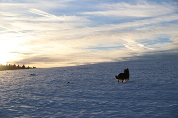 Dog Running in Snow at Sunset