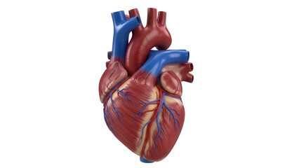 Isolated Heart Model Anatomy with Blue and Red Blood Vessels on Clear Backdrop Ready for Design