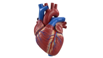 Isolated Heart Model Anatomy with Blue and Red Blood Vessels on Clear Backdrop Ready for Design