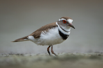 Obraz premium Three-banded plover stands on riverbed watching camera
