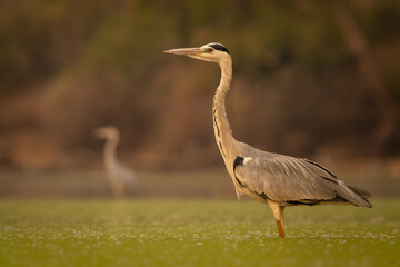 Fototapeta premium Two grey herons stand in calm pond