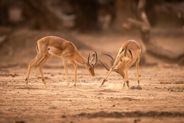 Two male impalas fighting on sandy ground
