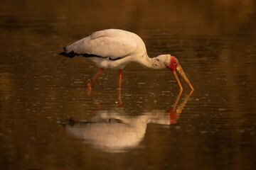 Yellow-billed stork crosses pond looking for food