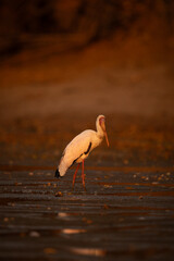 Yellow-billed stork crosses mudflat in golden light