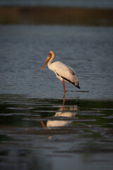 Yellow-billed stork stands in lake watching camera