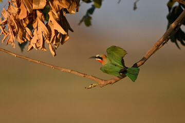 White-fronted bee-eater takes off from low branch
