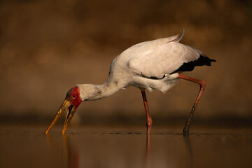 Yellow-billed stork searches for food in pool