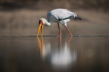 Yellow-billed stork crosses calm pool with reflection