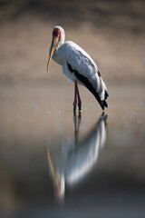 Yellow-billed stork stands reflected in still water