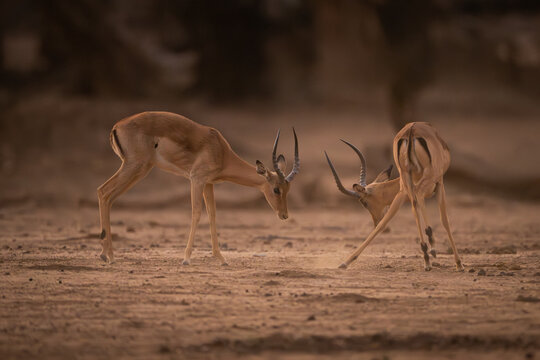 Two male impalas fight in sandy clearing