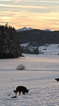 Dog sniffing snow in winter mountain landscape at sunset