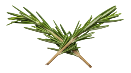 Isolated sprigs of fresh rosemary herb used as aromatic culinary seasoning ingredient