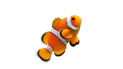 Isolated tropical clownfish swimming, a vibrant orange fish with white stripes, swimming