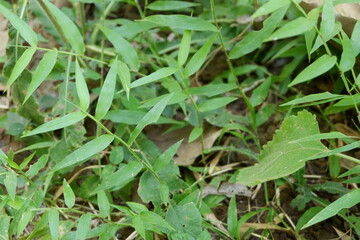 Lush Green Leaves and Wild Grass Growing Together in a Natural Garden Scene