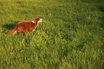 Brown dog is running through a field of grass