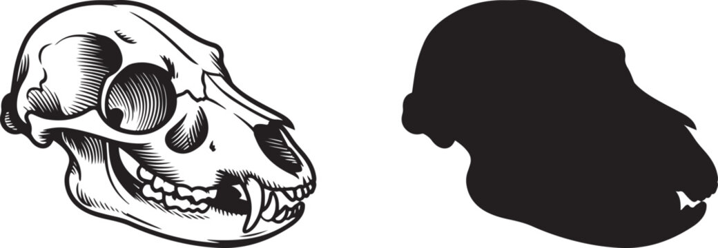 Animal skull with teeth and primate head silhouette on transparent background zoology anatomy