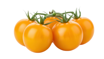 Isolated ripe golden cherry tomatoes on the vine ready to be eaten or used in cooking