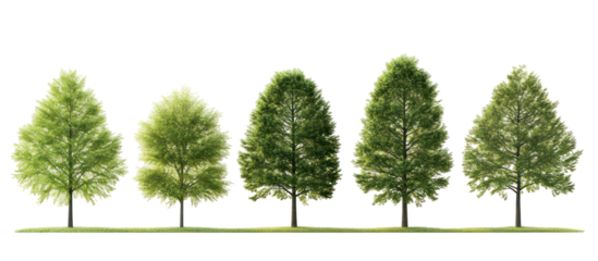 Set of Metasequoia glyptostroboides the dawn redwood frontal view on transparent background