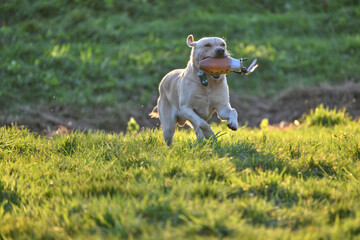 blond labrador happily retrieving a dummy