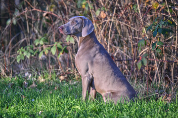 weimaraner sitting in the grass