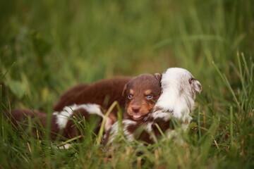Brown and white puppy is laying in the grass with its head on another puppy
