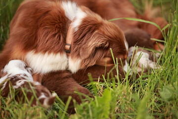 Brown and white dog is laying in the grass