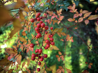 11月に美しく実った赤いナンテンの実