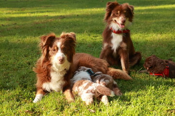 Three dogs are laying on the grass, one of which is laying on a toy