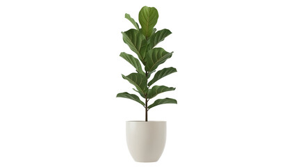 Isolated fiddle leaf fig plant in pot, interior design element, greenery decor for home © Pablo
