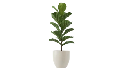 Fotobehang Scandinavisch Isolated fiddle leaf fig plant in pot, interior design element, greenery decor for home  © Pablo