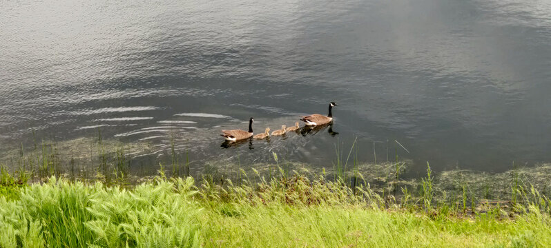 A family of Canadian Geese swimming in the lake