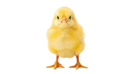 Fototapeta premium Isolated Small Yellow Chick Standing Upright, Looking Forward with a Downward Gaze