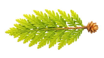 Isolated conifer branch, a golden arborvitae branch with a small cone, perfect for design