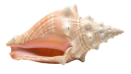 Isolated Queen Conch Shell with a Unique Design for Decoration, Creative projects, Crafts