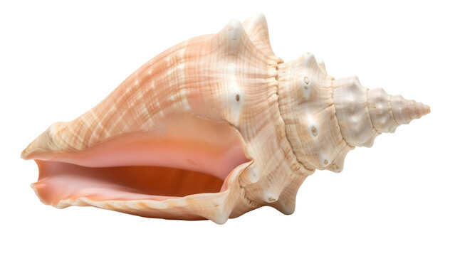 Isolated Queen Conch Shell with a Unique Design for Decoration, Creative projects, Crafts