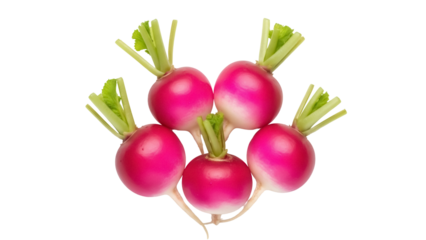 Isolated group of five radish vegetables, fresh raw root food, healthy snack, nutrition