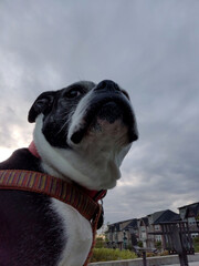 A low-angle portrait of a black and white Boston terrier sitting outside on a cloudy day in the suburbs.